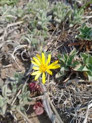 Heterotheca sessiliflora