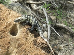 Ctenosaura acanthura