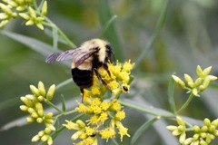 Bombus affinis