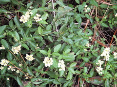 Lantana depressa