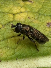 Eumerus