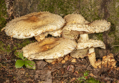 Pholiota squarrosa
