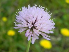 Knautia