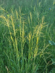 Leptochloa dubia