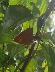 Thecla betulae