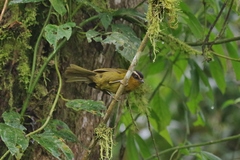 Kleinothraupis atropileus