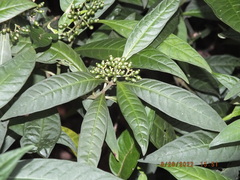 Psychotria tenuifolia
