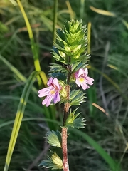 Euphrasia stricta