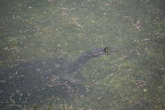 Apalone ferox