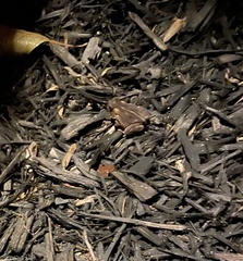 Anaxyrus americanus