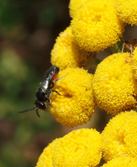 Sphecodes
