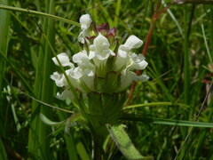 Prunella laciniata