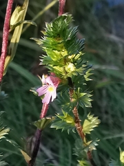 Euphrasia stricta