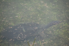 Apalone ferox