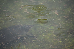 Apalone ferox