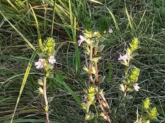 Euphrasia stricta
