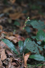 Chlorophytum comosum