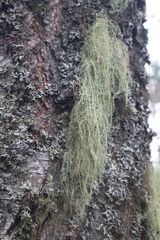 Usnea dasopoga