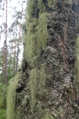 Usnea dasopoga