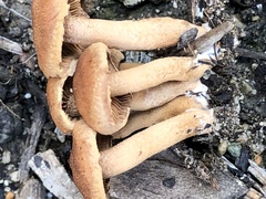 Flammulaster erinaceellus