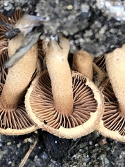 Flammulaster erinaceellus