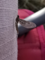 Callibaetis pictus