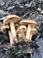 Flammulaster erinaceellus