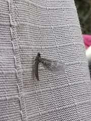 Callibaetis pictus