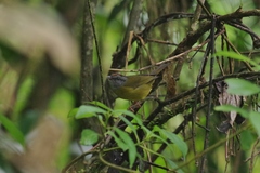 Myiothlypis coronata