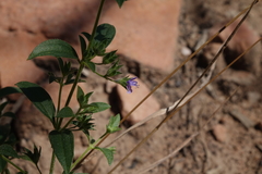 Trichostema brachiatum