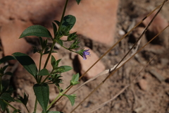 Trichostema brachiatum