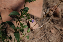 Trichostema brachiatum