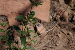 Trichostema brachiatum