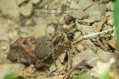 Aelurillus v-insignitus