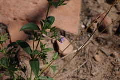 Trichostema brachiatum