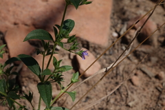 Trichostema brachiatum