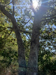 Platanus