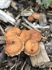 Flammulaster erinaceellus