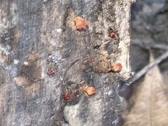 Metatrichia vesparium