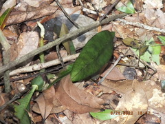 Eulophia maculata