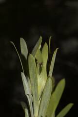 Leucadendron meridianum