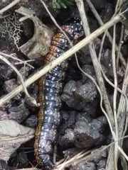 Omphalocera munroei