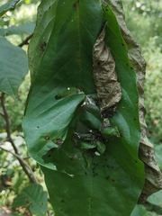 Omphalocera munroei