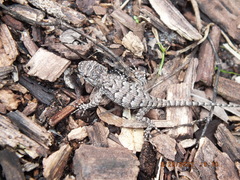 Sceloporus undulatus