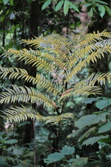 Ptisana