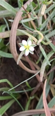 Spergularia marina