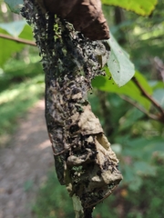 Omphalocera munroei
