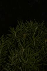 Leucadendron meridianum