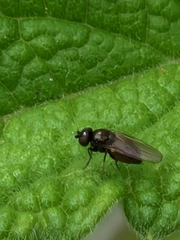 Calliopum