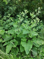 Arctium nemorosum
